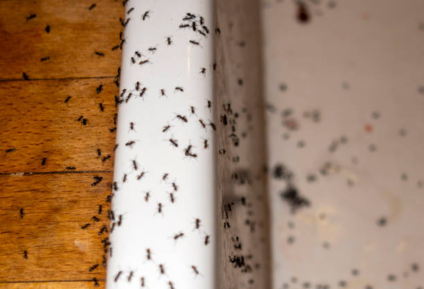 Best Exterminator Services  in Troy, IL